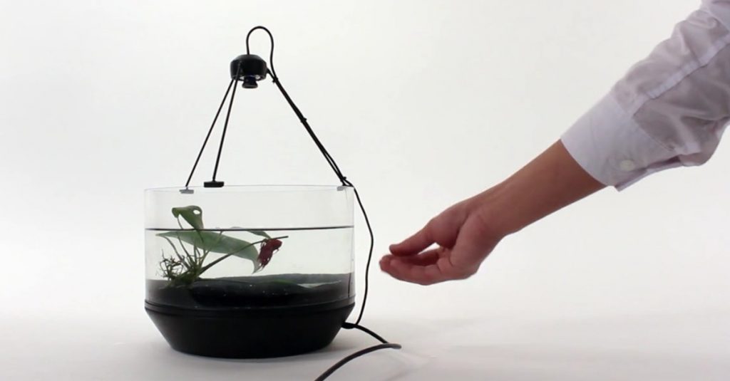 Kampffisch steuert selbstständig sein fahrendes Aquarium
